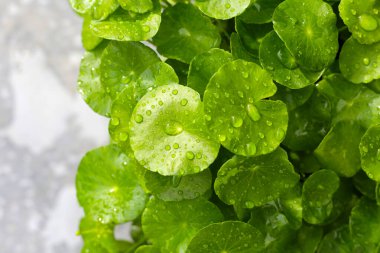Yeşil Centella asiatikası ve yağmur damlası (Gotu Kola) Taze bitki