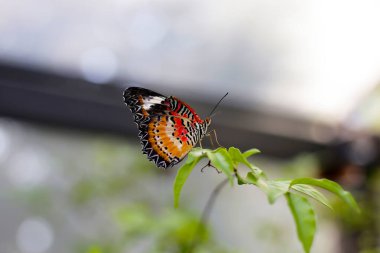 Bahçede güzel bir kelebek