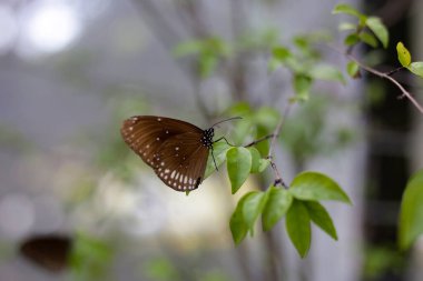 Bahçede güzel bir kelebek