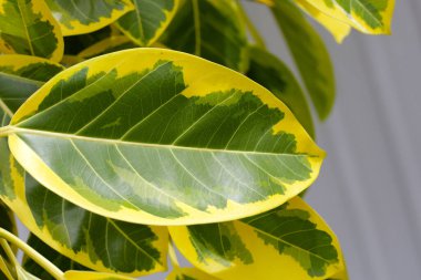 Yellow and green leaves of ficus altissima variegata tree clipart