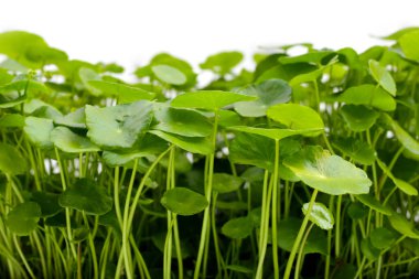 Centella asiatica (gotu kola). Taze yeşil yapraklı bitki arka planı.