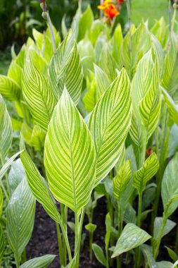 Çiçek açan yeşil yapraklı zambak çiçeği