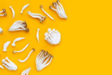 Beyaz kayın mantarı, Shimeji mantarı, sarı arka planda yenilebilir mantar..