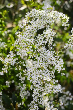 Thunberg 'in beyaz çiçekleri Japonya parkında