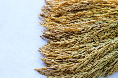 Paddy pirinç tohumu, Tayland pirinç tohumu