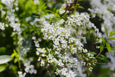 Thunberg 'in beyaz çiçekleri Japonya parkında