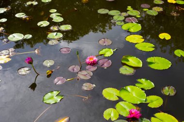 Güzel bir nilüfer. Yeşil yapraklı nilüfer çiçeği