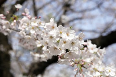 Sakura çiçeklerinin dalları, kiraz çiçekleri.