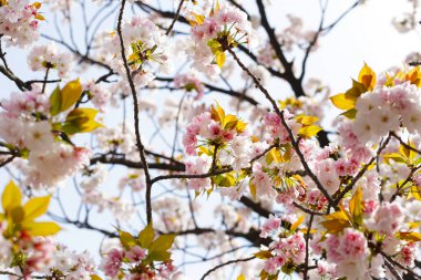 Sakura çiçeklerinin dalları, kiraz çiçekleri.