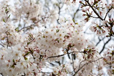 Sakura çiçeklerinin dalları, kiraz çiçekleri.