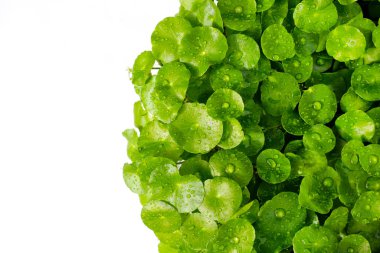 Yeşil Centella asiatikası ve yağmur damlası (Gotu Kola) Taze bitki