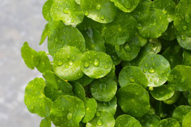 Yeşil Centella asiatikası ve yağmur damlası (Gotu Kola) Taze bitki
