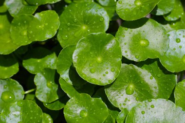 Taze centella asiatica yaprakları ve yağmur damlası. Gotu kola bitkisi