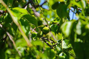 Ağaçta erik meyvesi