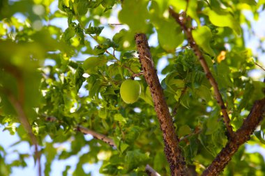 Ağaçta erik meyvesi