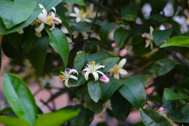 Ağaçta beyaz turuncu çiçek