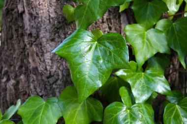 Parlak yeşil sarmaşık yaprakları bir ağacın kabuğuna tırmanıyor.