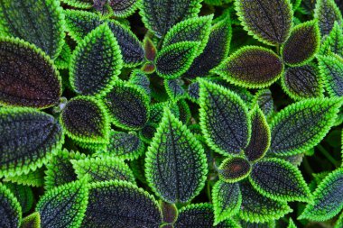 Pilea Conucrata Ay Vadisi, siyah ve yeşil yapraklar