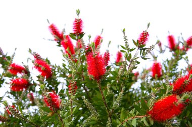 Şişe fırçası ağacının kırmızı çiçeği