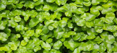 Centella asiatika bitkisinin yeşil yaprakları