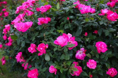 Yeşiller içinde açan parlak pembe güller..