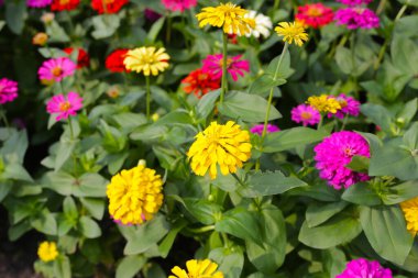 Canlı, canlı zinyalar açan, neşe ve renk saçan bir bahçe..