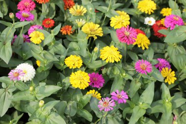 Renkli zinyalar yemyeşil bir bahçede yeşeriyor