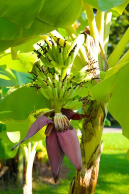 Muz ağacından sarkan yeşil muz kümesi