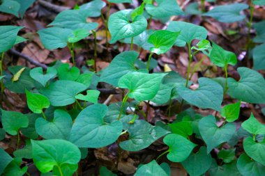 Houttuynia Cordata Tesisi, Houttuynia Cordata Thunb.