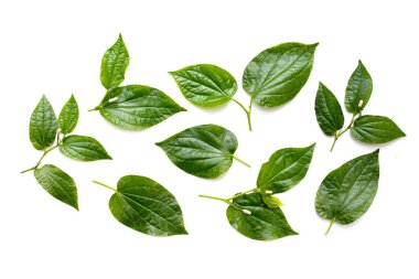 Çiçekli taze yabani betel yaprakları