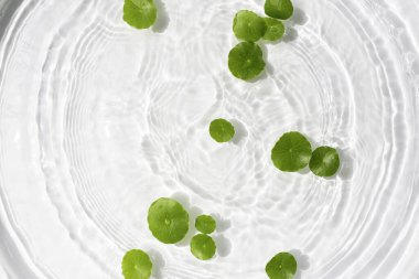 Yeşil centella yaprakları dalgalanan sularda yavaşça süzülür..