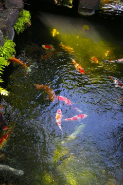 Tokyo Sensoji Tapınağı 'ndaki bir gölette zarif bir şekilde yüzen Koi balığı..