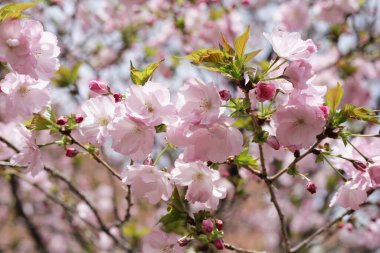 Sakura çiçeklerinin dalları, kiraz çiçekleri.