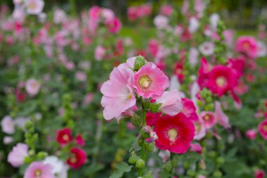 Canlı bir bahçede açan renkli gülhatmi çiçekleri..