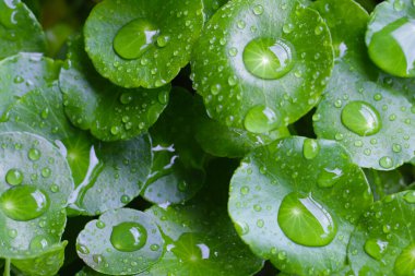 Yeşil Centella asiatikası ve yağmur damlası (Gotu Kola) Taze bitki