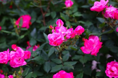 Japonya 'da halka açık bir parkta güzel bir gül çalısı.