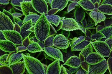 Pilea Conucrata Ay Vadisi, siyah ve yeşil yapraklar