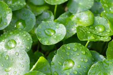 Yeşil Centella asiatikası ve yağmur damlası (Gotu Kola) Taze bitki
