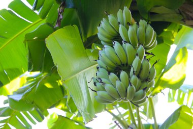 Muz ağacından sarkan yeşil muz kümesi