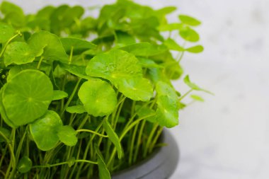 Centella asiatika bitkisinin yeşil yaprakları