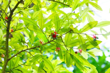 Kırmızı çiçekler ve yeşil ochna serrulata ağacı meyvesi.