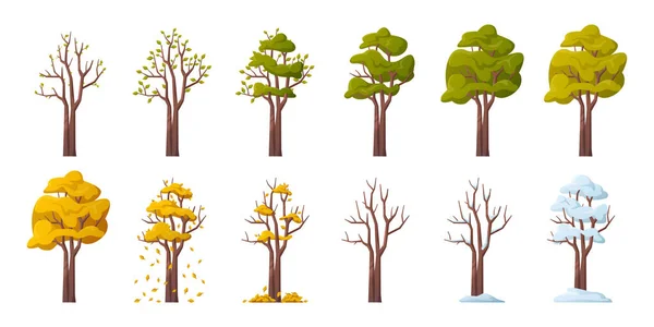Дерево Время Сезонных Изменений Изолированное Растение Цветущими Листьями Весной Пышная — стоковый вектор