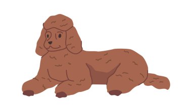 Kıvırcık ve kıllı paltolu kaniş köpeği, izole edilmiş köpek portresi. Yalancı köpek yavrusu, rahatlatıcı ve dinlendirici kişilik. Köpek hayvanı. Düz biçimli vektör