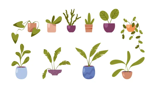 Houseplants Flowers Pots Isolated Flat Cartoon House Plants Set Home — Stock Vector