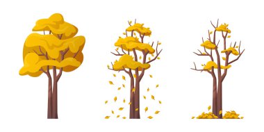 Sonbahar mevsiminde ağaç, yaprak döken sarı yapraklı uzun ömürlü bitki. Şiddetli rüzgar ve hava değişimi, yapraklardan düşme. Düz biçimli vektör
