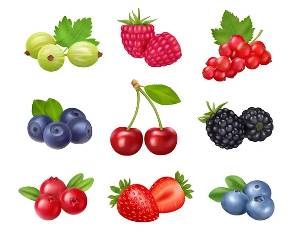 Fresh Summer Berries Gooseberry Raspberry Red Currant Blueberry Cherry Dewberry — Stock Vector