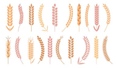 Organik ve doğal ekolojik buğday seti. Vektör, pişirme ve pişirme için zirai bileşenleri izole etti. Besin, tarladan, glüten ve tüm yemekten, çavdar ve yulaf tanelerinden elde edilen ürünler.