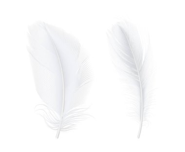 Beyaz kuşun hafif tüylü tüyleri. Gerçekçi ağırlıksız kuş tüyü kümesi. Yumuşak ve zarif dekorasyon, dokunuşun doğası ve yumuşaklığı. Kuş kanadı, tüyler