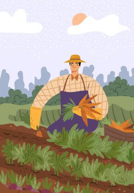 Tarlada havuç hasat eden çiftçi. Üniforma giyen ve arazide çalışan, markette veya mağazada satmak için kutudaki sebzeleri toplayan izole edilmiş bir erkek karakter. Üretim çiftliği