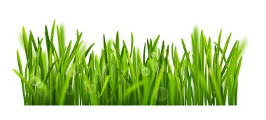 Çayır bitkisi yeşil gerçekçi organik çimen vektör çizimi. 3 boyutlu botanik bitki örtüsü, bahçe otları. Büyüyen bahar ya da yaz otları, park yeşilliği tasarım elementi